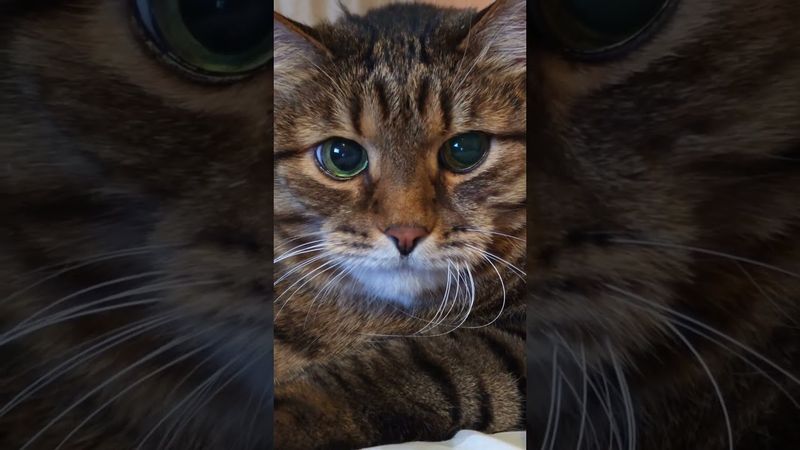 Беляши на вокзале 🙀😼🤔🤣 #cat #кот #юмор #котушка #приколы #цитаты