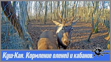 Куш-Кая. Кормление оленей и кабанов.