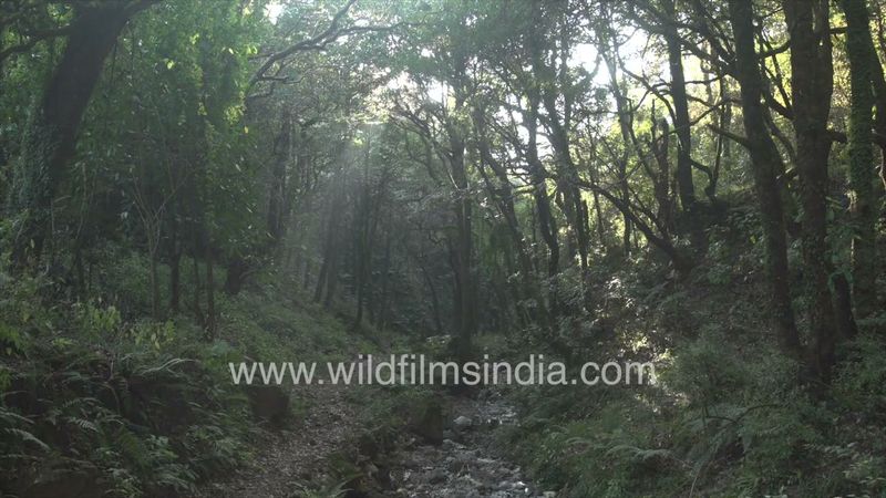 Bindal stream protected by wildfilmsindia provides water to Dehradun: Forest bathe in our mountains