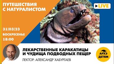 Занятие "Лекарственные каракатицы и чудища подводных пещер" с Александром Хабургаевым