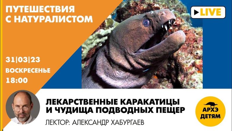 Занятие "Лекарственные каракатицы и чудища подводных пещер" с Александром Хабургаевым