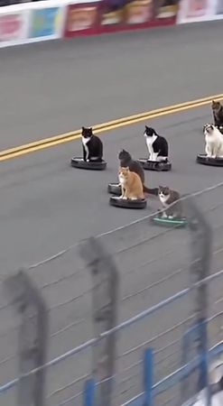 #catsoftiktok #nascar #roomba 