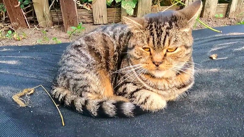 #Славянск. 24 сентября 2025г. Вечер. Природная красота лебедей!