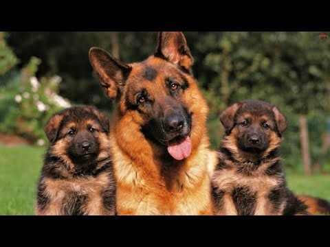 Содержание Щенков немецкой овчарки от 19ти дней до новой семьи. Роды собаки Часть №2