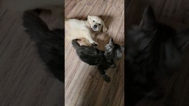 Игрули наших кисы и щенка. И так постоянно! Cat and dods) им всего по 2 месяца!