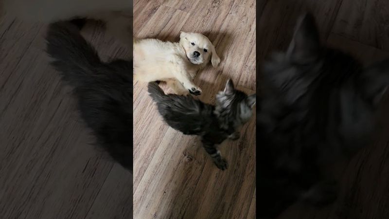 Игрули наших кисы и щенка. И так постоянно! Cat and dods) им всего по 2 месяца!