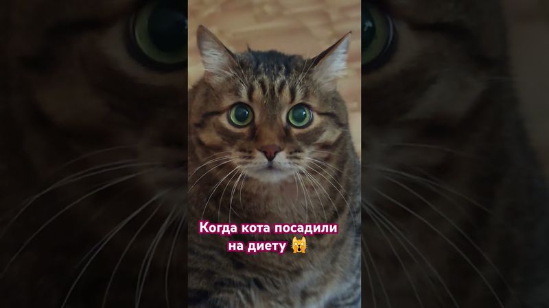 За что?🙀🤔😉🤣 #cat #кот #юмор #котушка #цитаты #кино #прикольныекоты