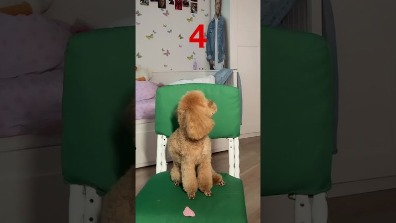 Съест ли Милка колбаску? 🐶