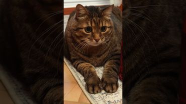 Синонимы 🙀🤗😉🤣 #cat #кот #юмор #цитаты #котушка #приколы