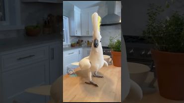 When the Music Stops and Jackson Loses It #cockatoo