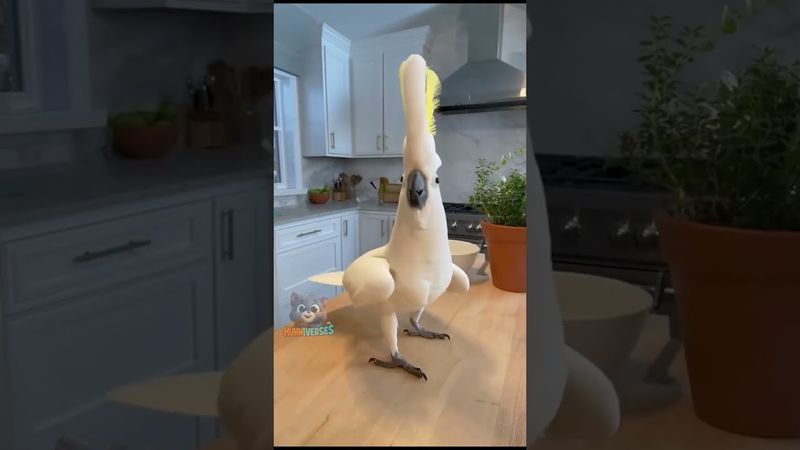 When the Music Stops and Jackson Loses It #cockatoo