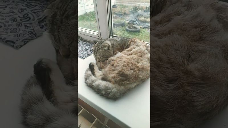 #симбочка #анимация #симба #глент #а4 #reels #shorts