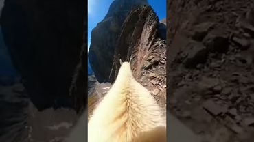 POV: Walking a Cliff as a Montain Goat | #goat #chill #asmr
