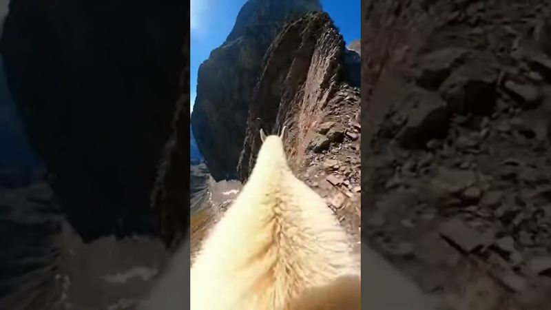 POV: Walking a Cliff as a Montain Goat | #goat #chill #asmr