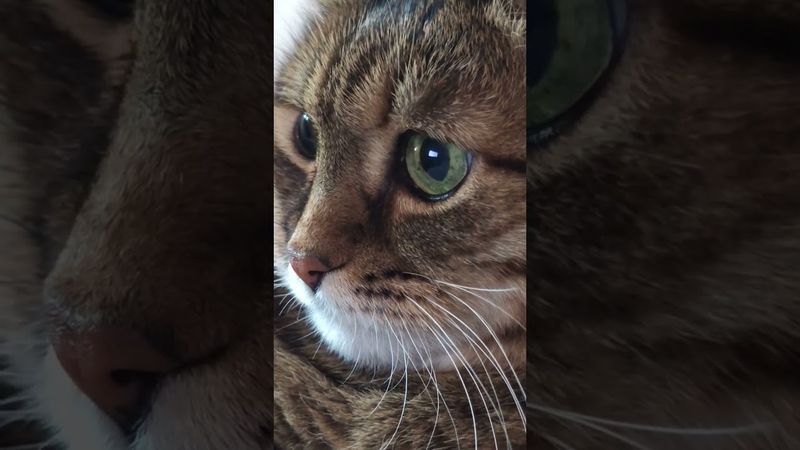 Как говорил мой дед 😉🤗🫢🤣 #cat #кот #юмор #котушка #смех #приколы #цитаты