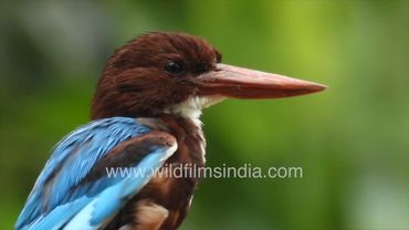 Smart Kingfisher in blue, brown & white is a common Indian city resident: White-breasted Kingfisher