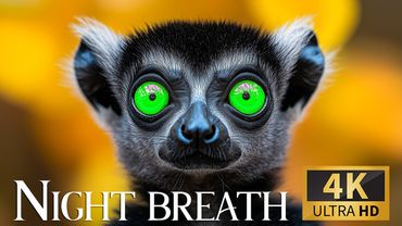Night Breath 4K 🌌 Explore Wildlife Wonders with Soothing Piano Melodies 🎹
