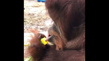 Обезьяна крутит гайки губами #funny #animals