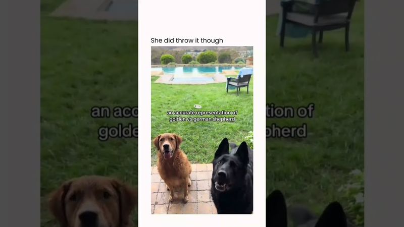 I don't have time for These PETTY Tricks (German shepherd Probably) #shorts