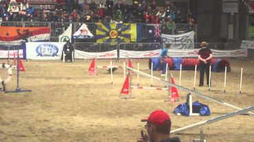 Соловьева и Адреналина  двоеборье аджилити ЧМ Голландия