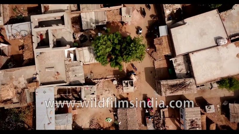 Stunning view of a traditional Rajasthani village near Ranthambore National Park, Rajasthan