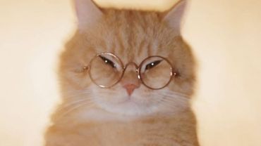 MONTAGEM MIAU (Slowed)