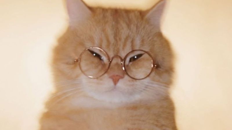 MONTAGEM MIAU (Slowed)