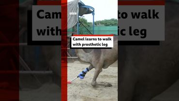 Camel learns to walk with prosthetic leg. #Camel #Pakistan #Zoo #BBCNews