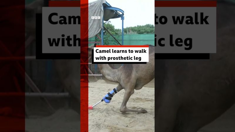 Camel learns to walk with prosthetic leg. #Camel #Pakistan #Zoo #BBCNews