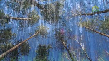 Стихи над миром. Стихотворения Андрея Дементьева