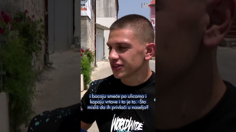 Divlje svinje u Premanturi - Noćne šetnje mogu biti opasne