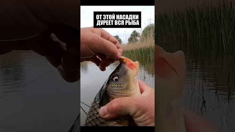 От этой насадки ДУРЕЕТ ВСЯ РЫБА! #рыбалка #шортс