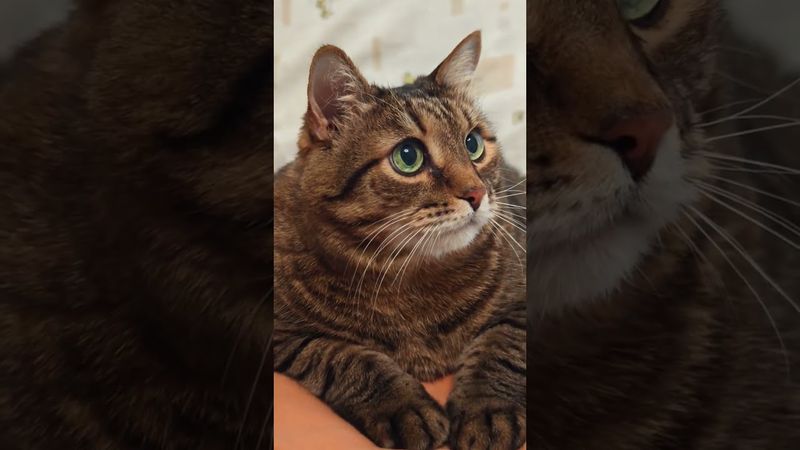 Настораживает 🙀🤔😉🤣 #cat #кот #юмор #котушка #приколы #цитаты