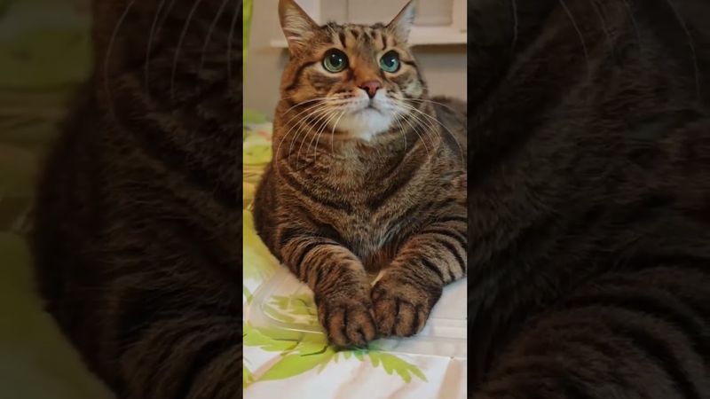 Жестикулирывать 🙀😉🤗🤣 #cat #кот #юмор #котушка #приколы #позитив #популярное #цитаты