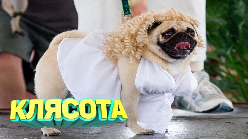 ЛУЧШИЕ ПРИКОЛЫ 2025 угар до слез тест на психику мемы смешные видео попробуй не засмеяться coub #132