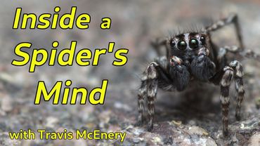Spider Cognition: How Tiny Brains Do Mighty Things