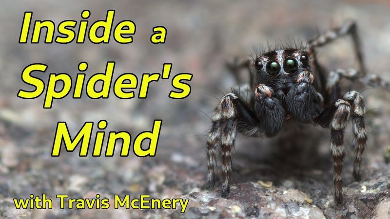 Spider Cognition: How Tiny Brains Do Mighty Things