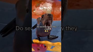 Do sea lions know they exist?! 😭🙏🥀