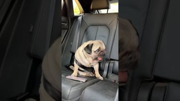 СОБАКИ ПРОСПАЛИ НАШУ СВАДЬБУ 😭