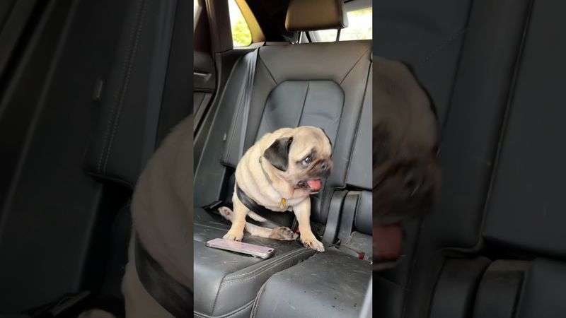 СОБАКИ ПРОСПАЛИ НАШУ СВАДЬБУ 😭