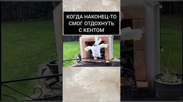 Попугаи танцуют под музыку