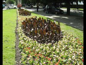 Михаил Боярский. Городские цветы.wmv