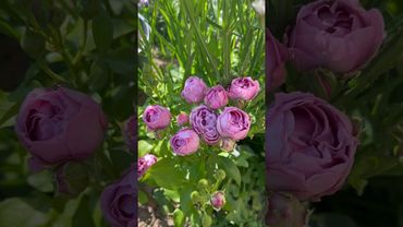 Роза спрей Мисти баблс Misty Bubbles