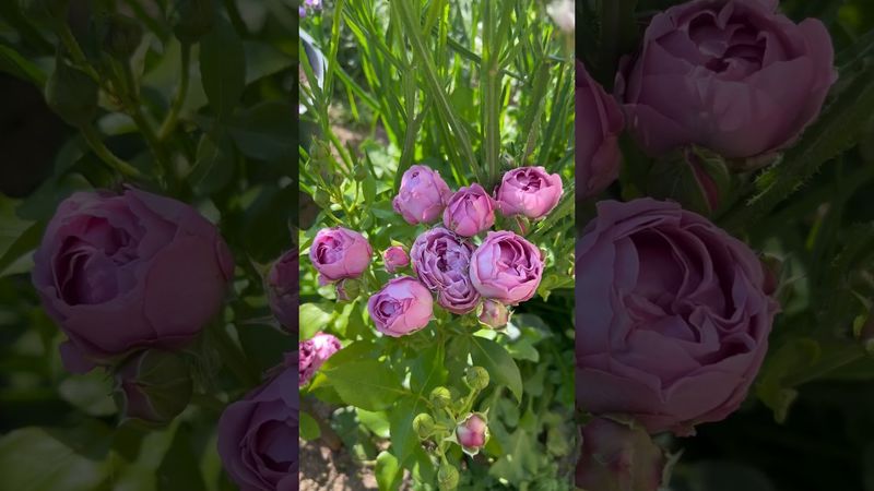 Роза спрей Мисти баблс Misty Bubbles