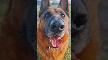 Гретта зачем ты гоняешь соседского кота 😂 #собака #смех #юмор #приколы #shorts #funny