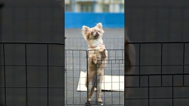 ДО СЛЁЗ #shorts