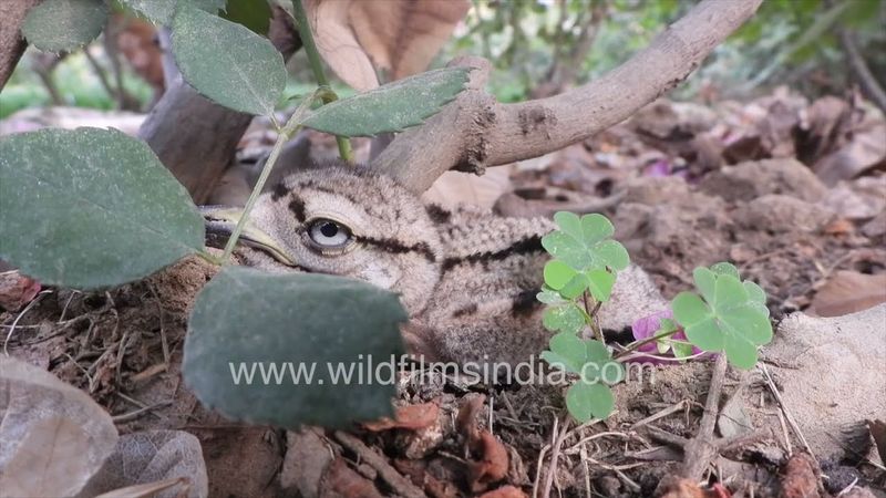Amid perfect camouflage of stones and soil, cute young Stone Curlew chicks hide on ground in Delhi