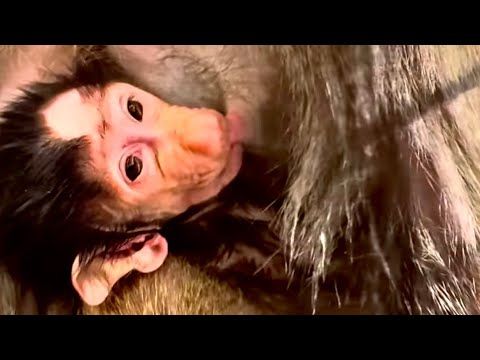 Лидочка замечательная мама, она взяла Анфисочку после рук людей и сразу прижала к себе, МЫ СЧАСТЛИВЫ