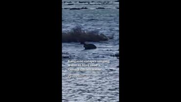 Kangaroo escapes surging water as key road closure causes major traffic