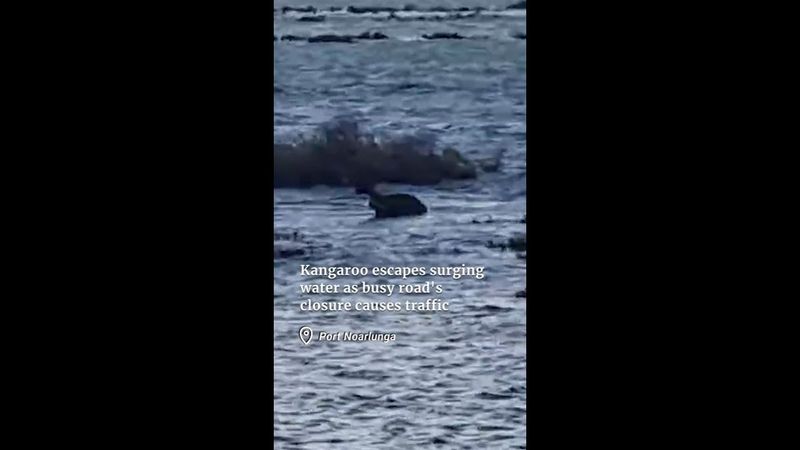 Kangaroo escapes surging water as key road closure causes major traffic